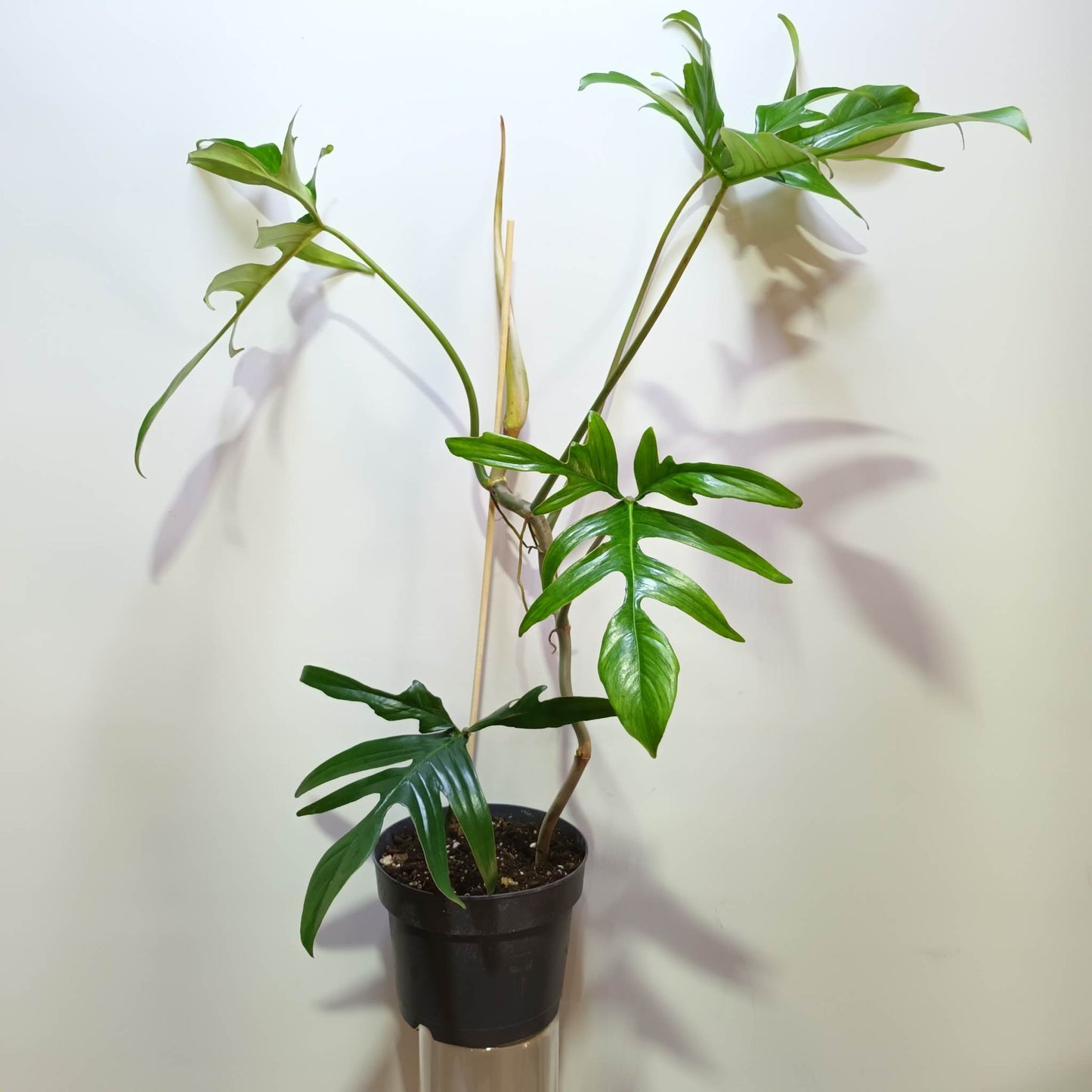 Philodendron Glad Hands