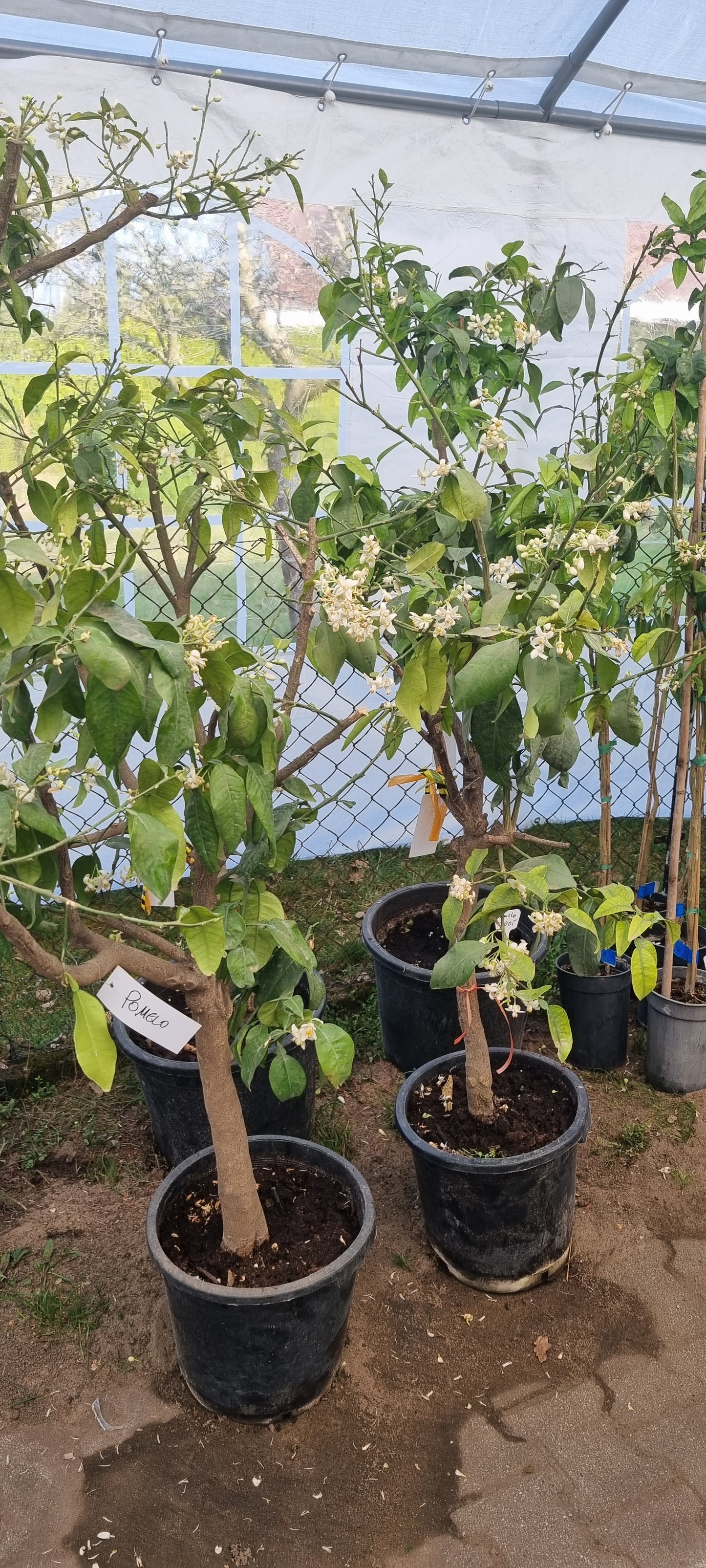 XXL Pomelo / Grapefruitbaum