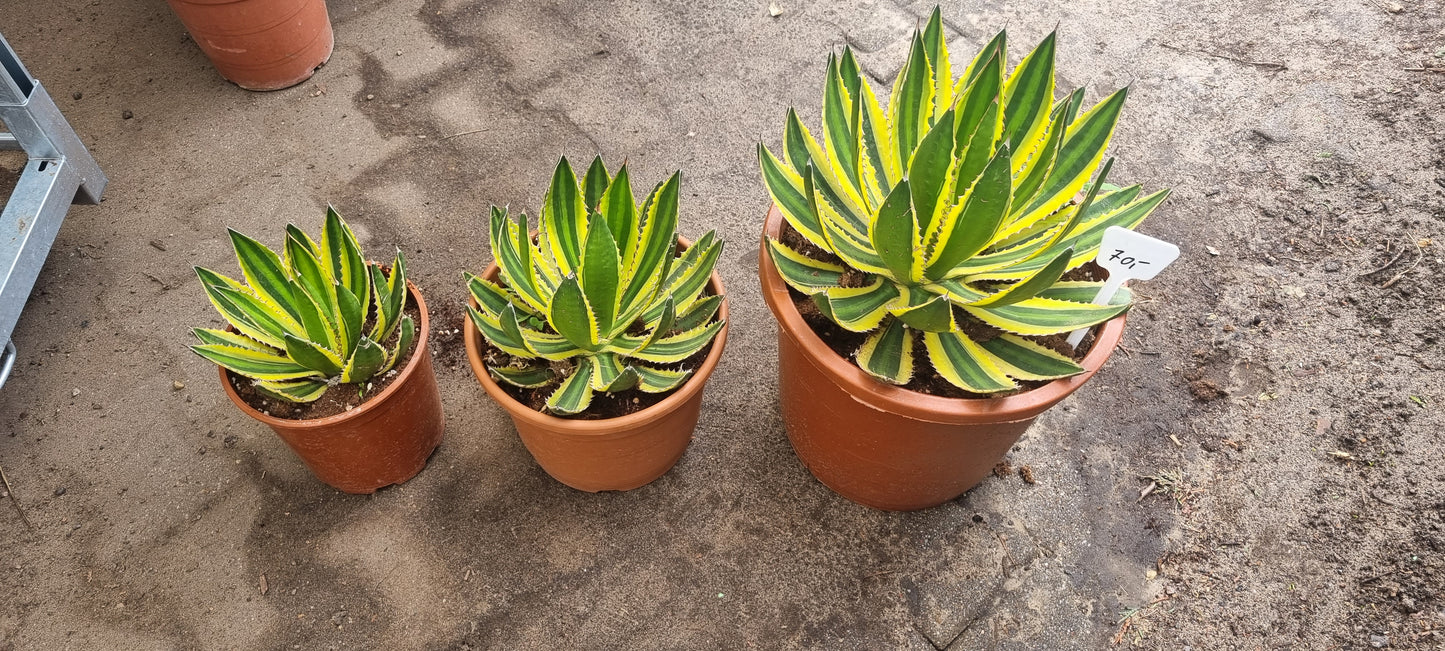 Agave Lopantha Quadricolor