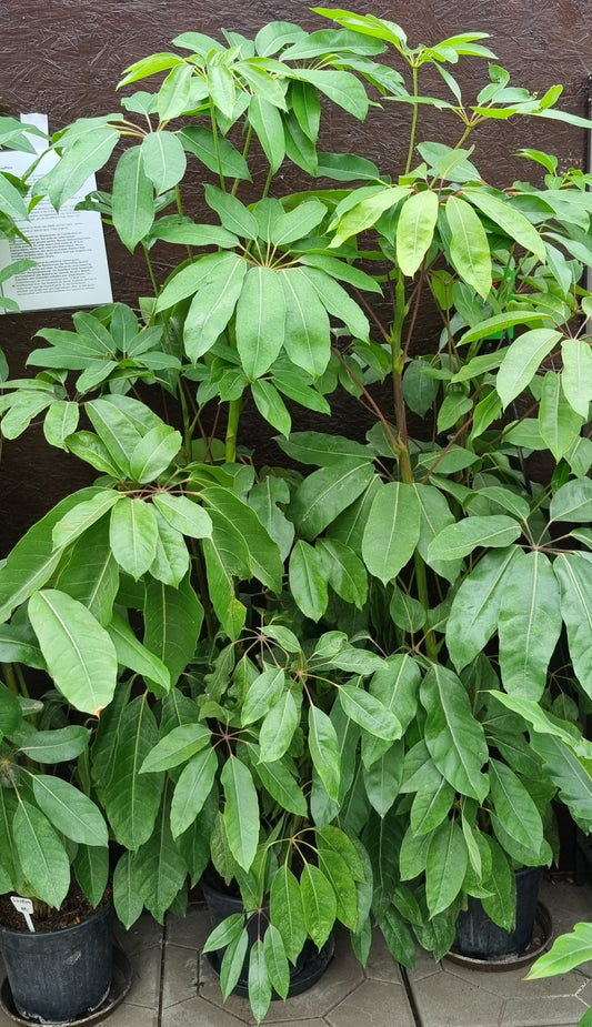 XXL Schefflera actinophylla Regenschirmbaum