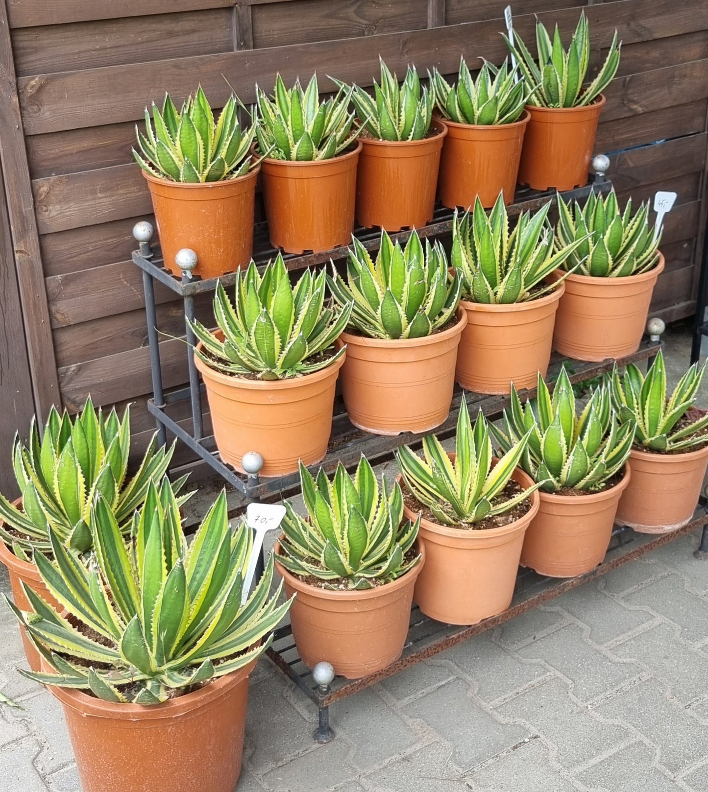 Agave Lopantha Quadricolor