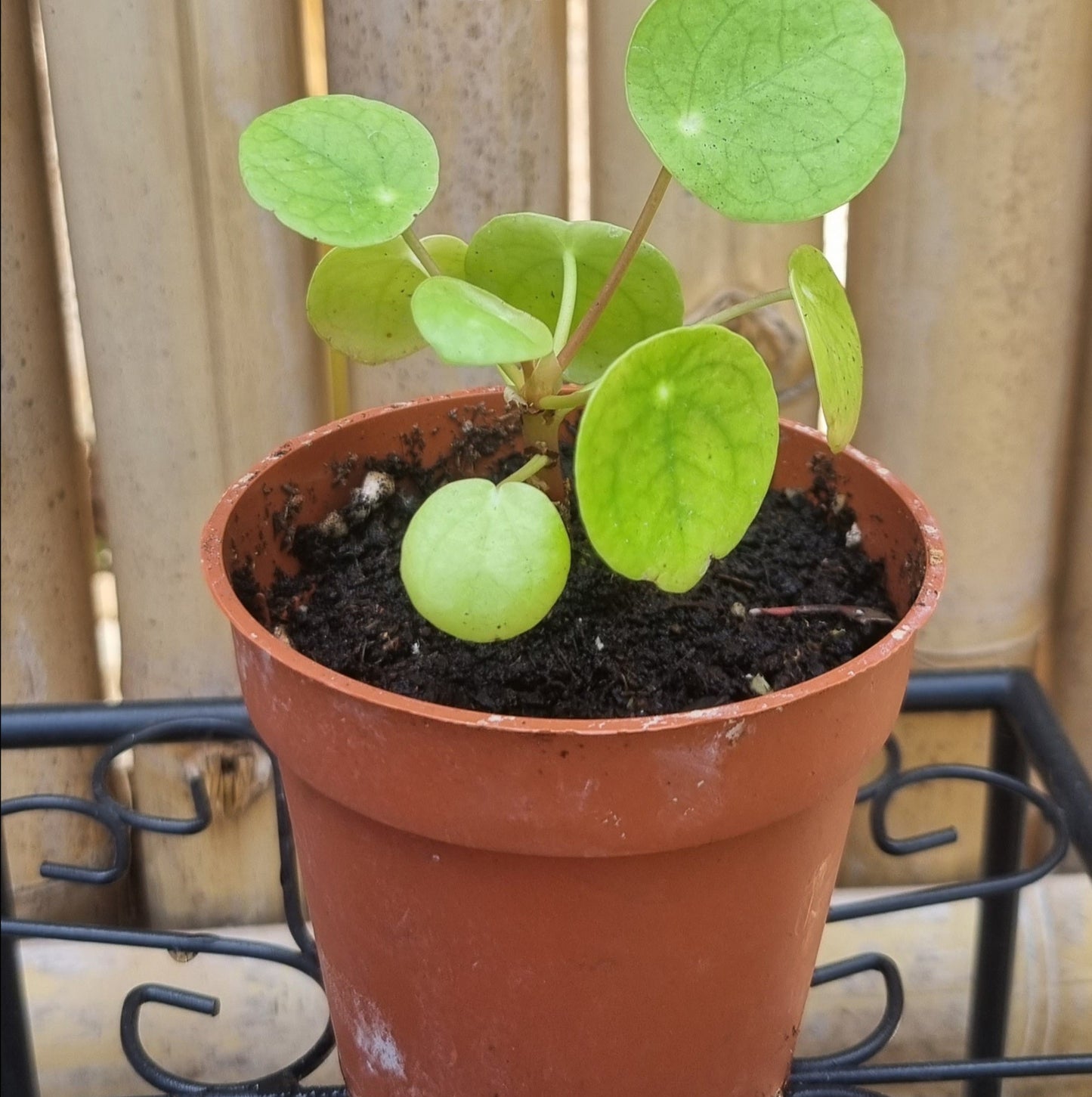 Pilea Peperomioides / Ufopflanze / Chinesischer Geldbaum