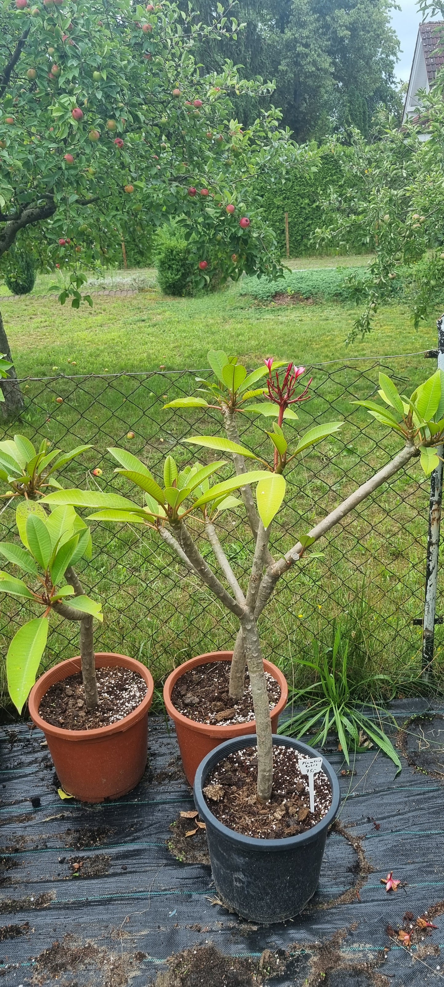 Plumeria Ruba Tempelbaum Frangipani