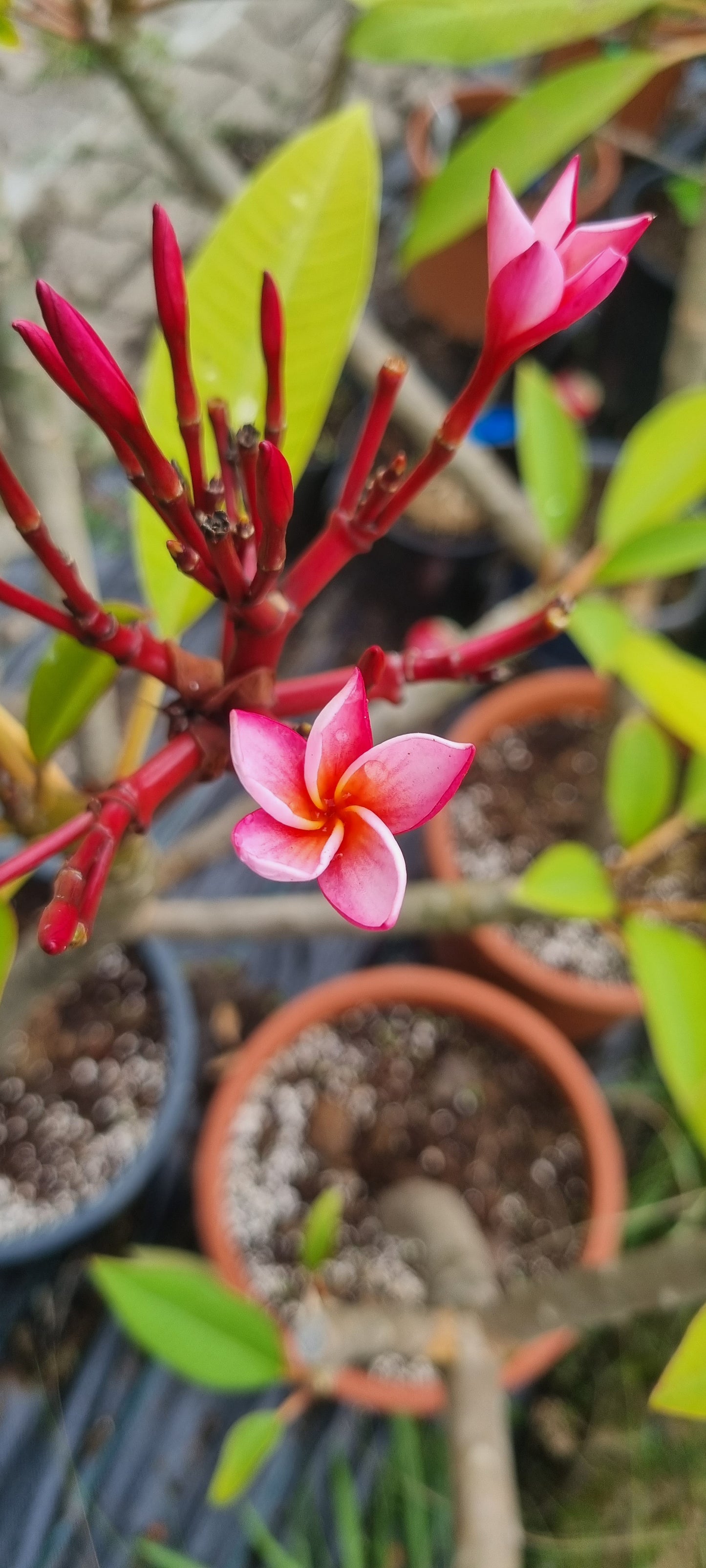 Plumeria Ruba Tempelbaum Frangipani