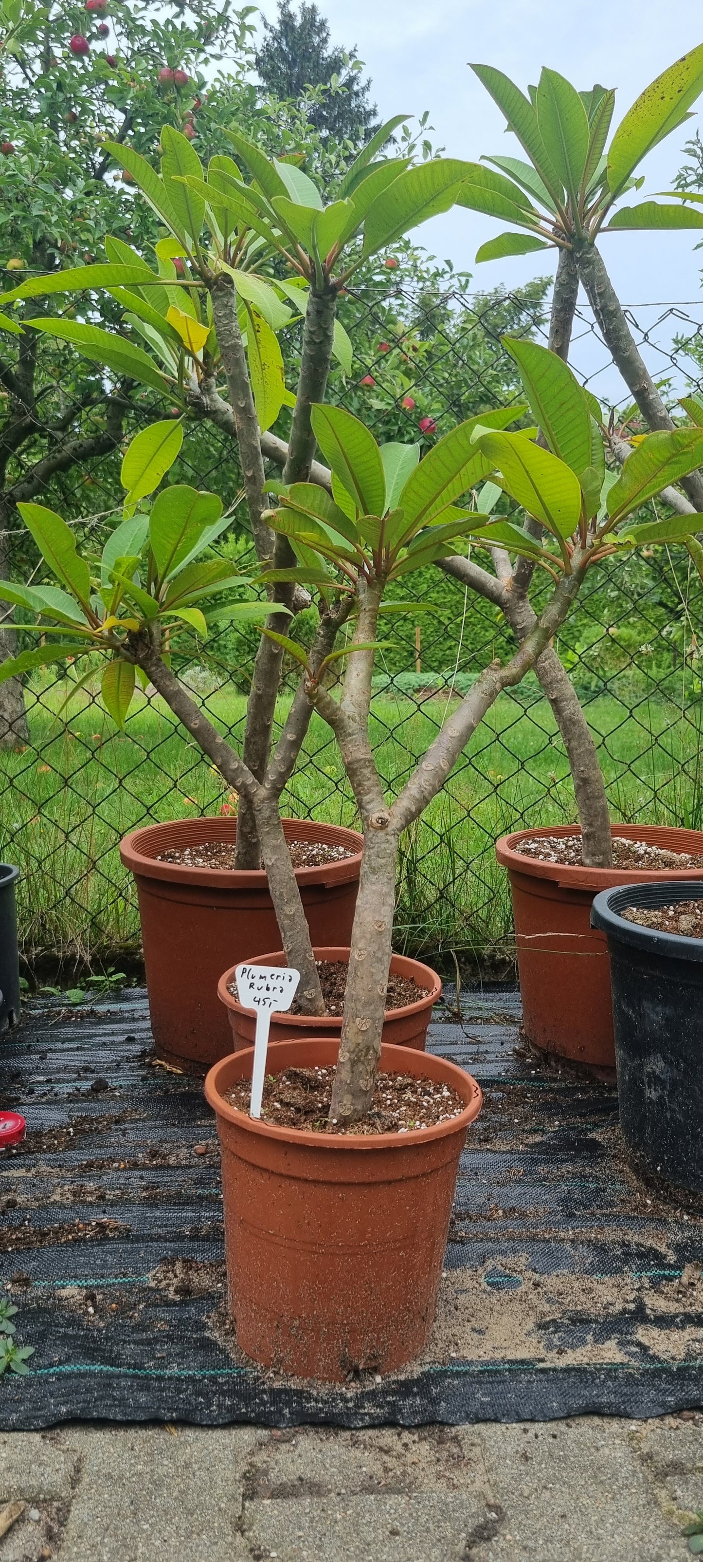 Plumeria Ruba Tempelbaum Frangipani