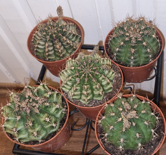 Gymnocalycium