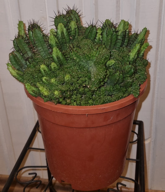 Euphorbia Kaktus