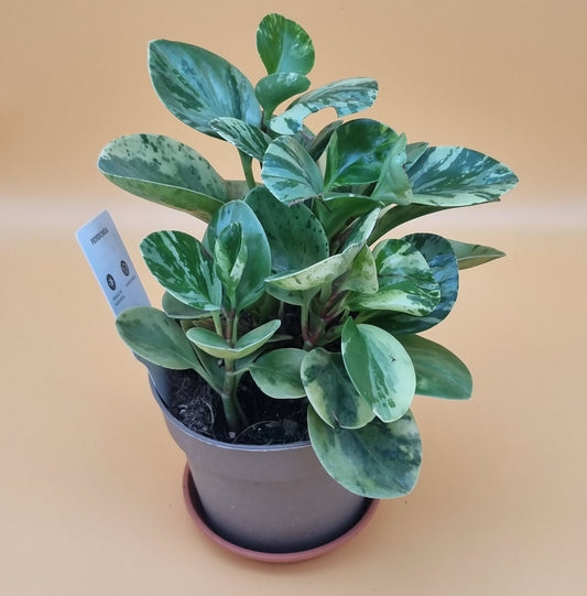 Peperomia obtusifolia variegata