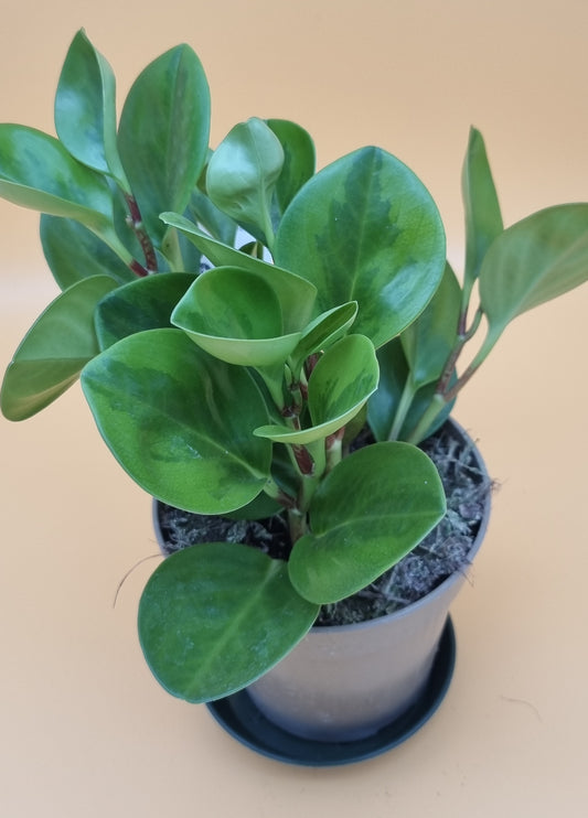 Peperomia obtusifolia variegata