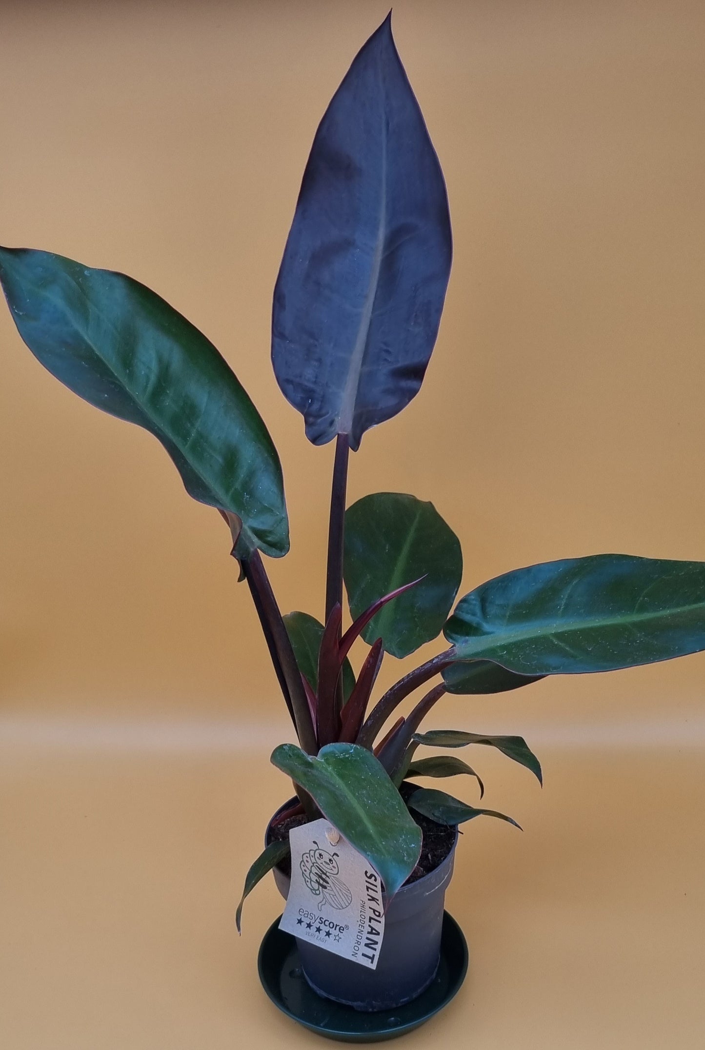 Philodendron red sun