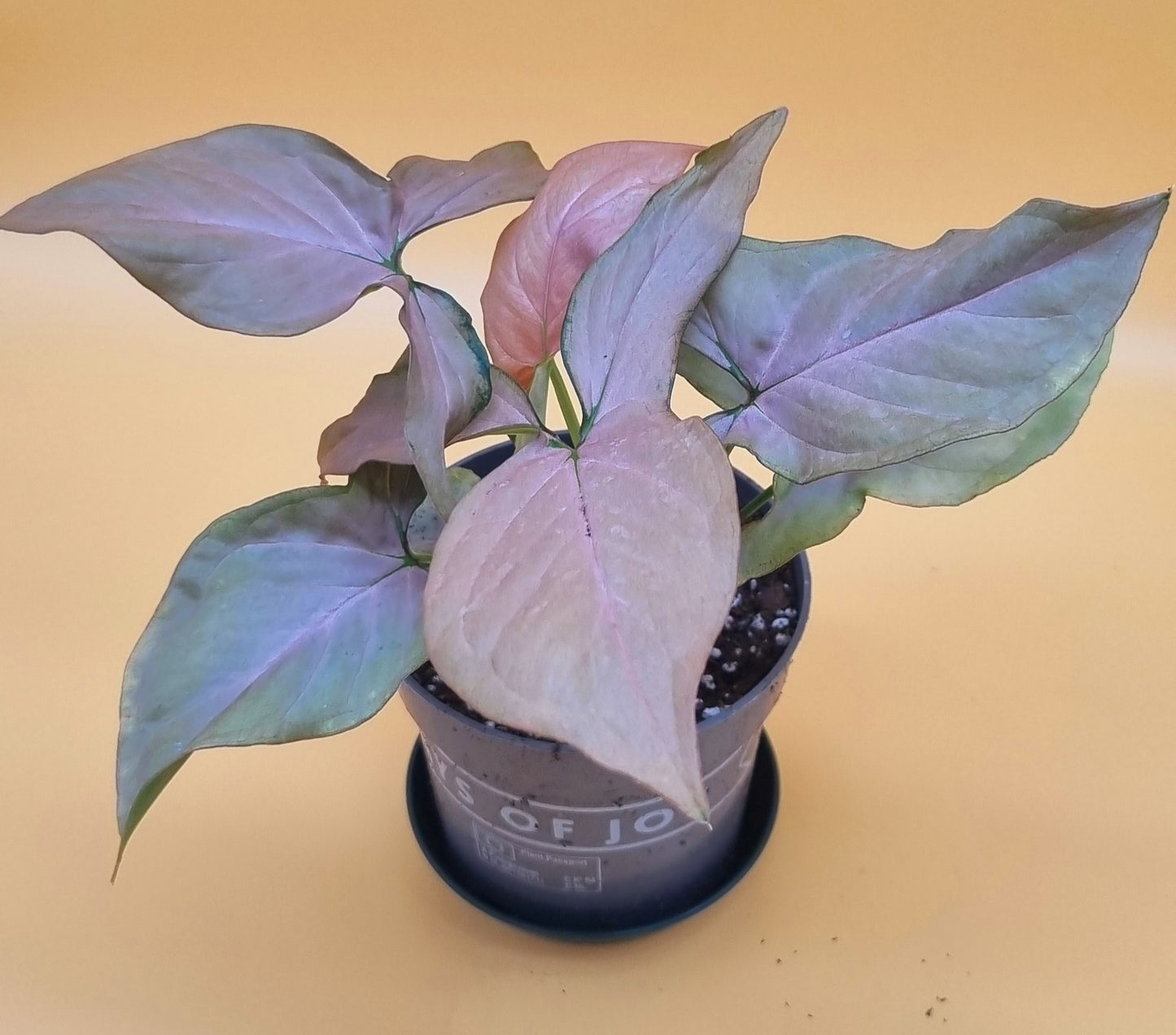 Syngonium pink