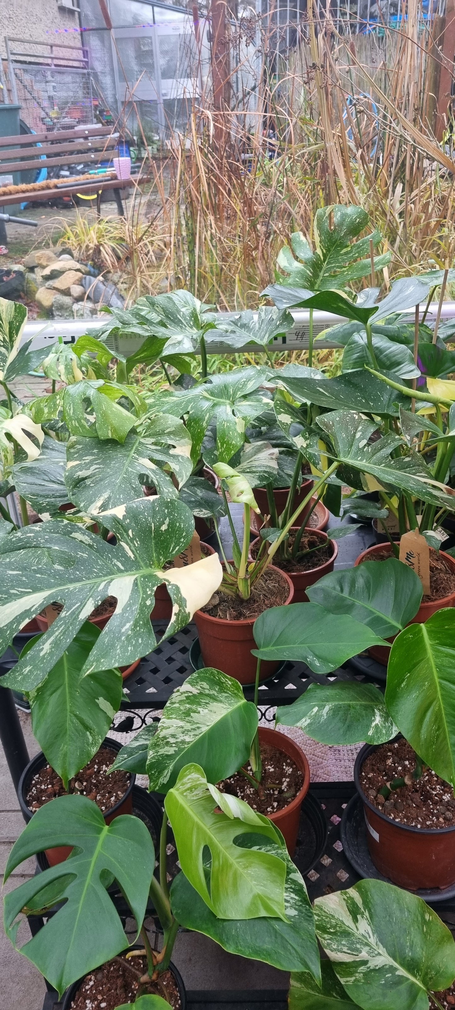 Monstera Thai Constellation Größe L