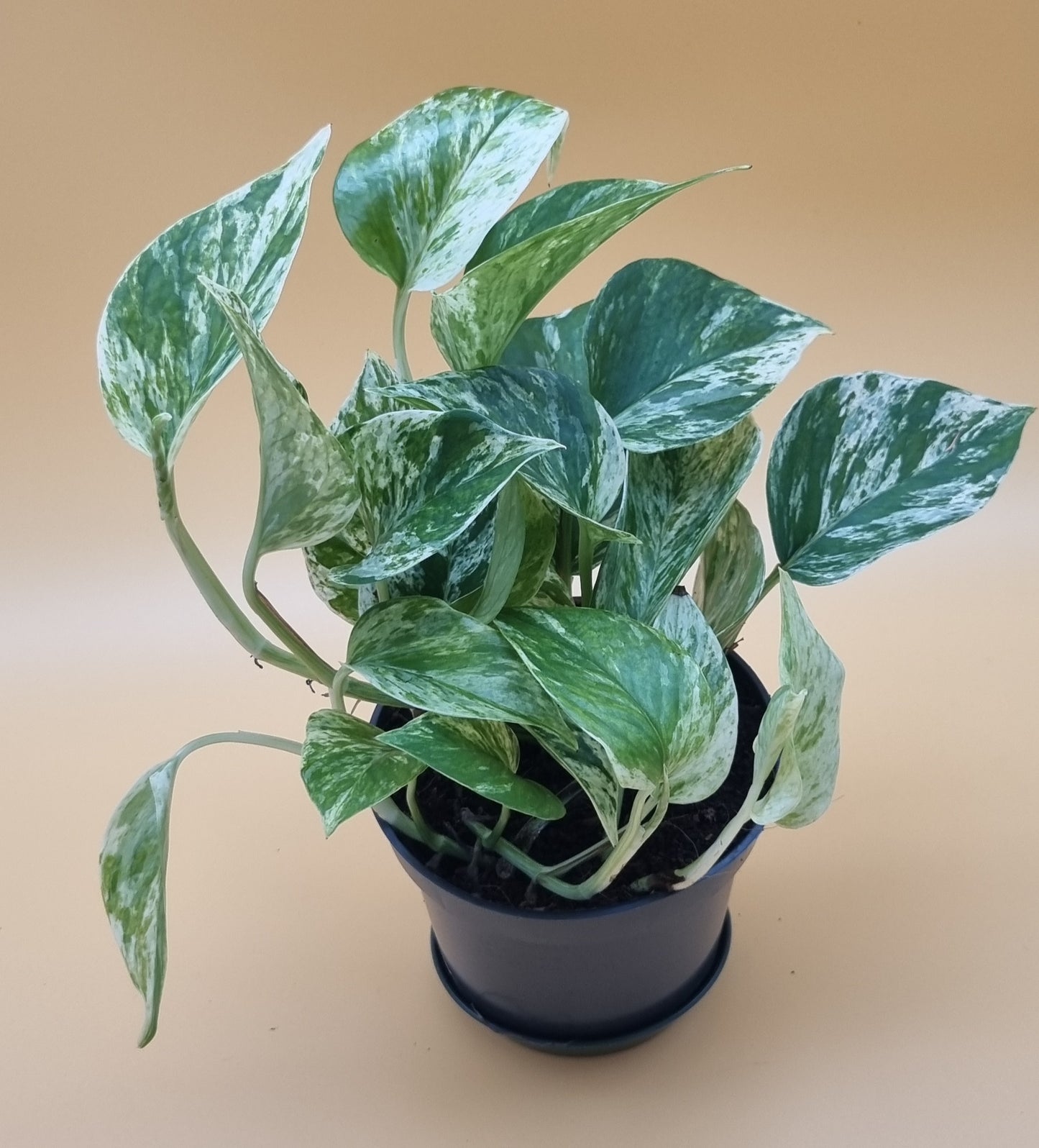 Epipremnum marble queen