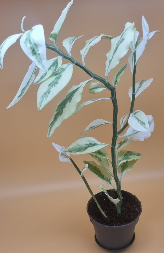 Euphorbia tithymaloides Variegata groß