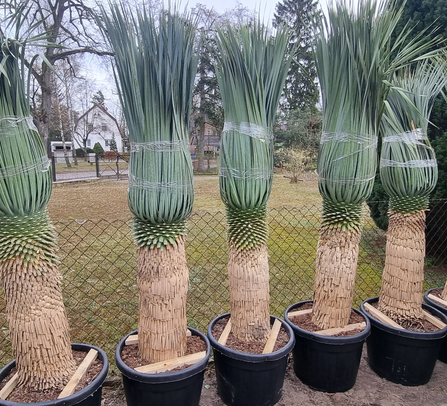 Yucca rostrata  90cm Stamm