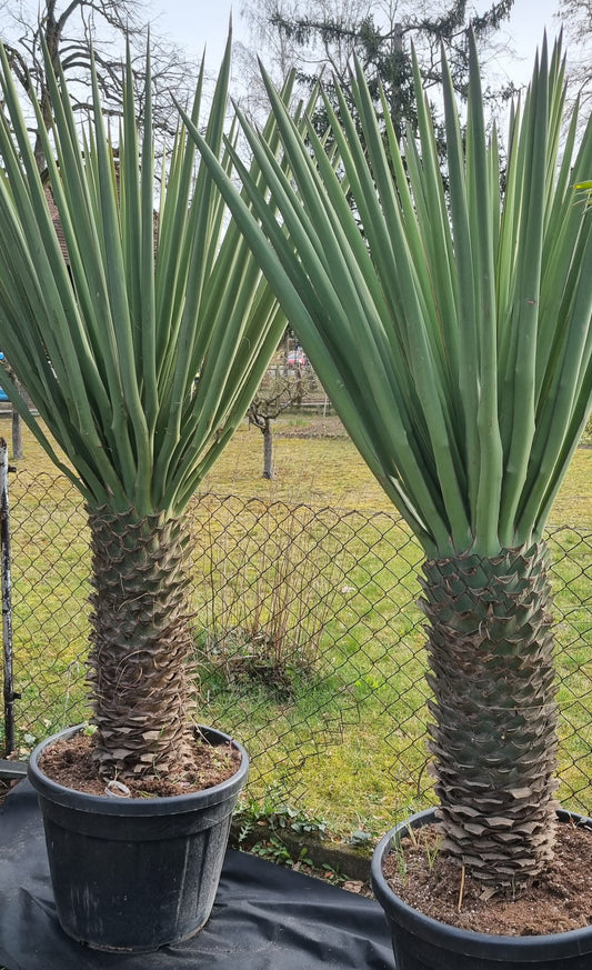 Yucca Treculeana 80 cm Stamm Gesamthöhe 220cm