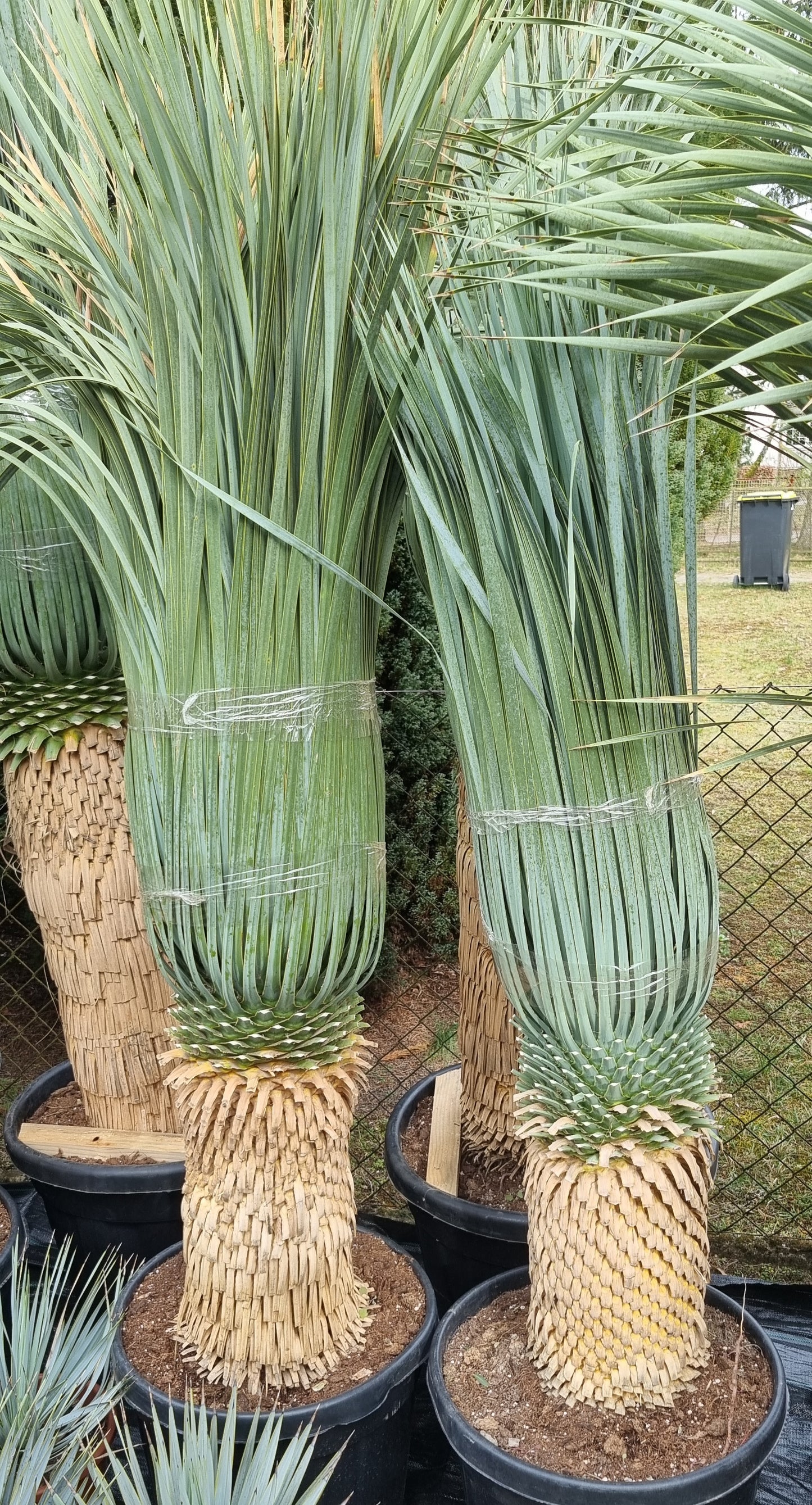 Yucca rostrata 60cm Stamm