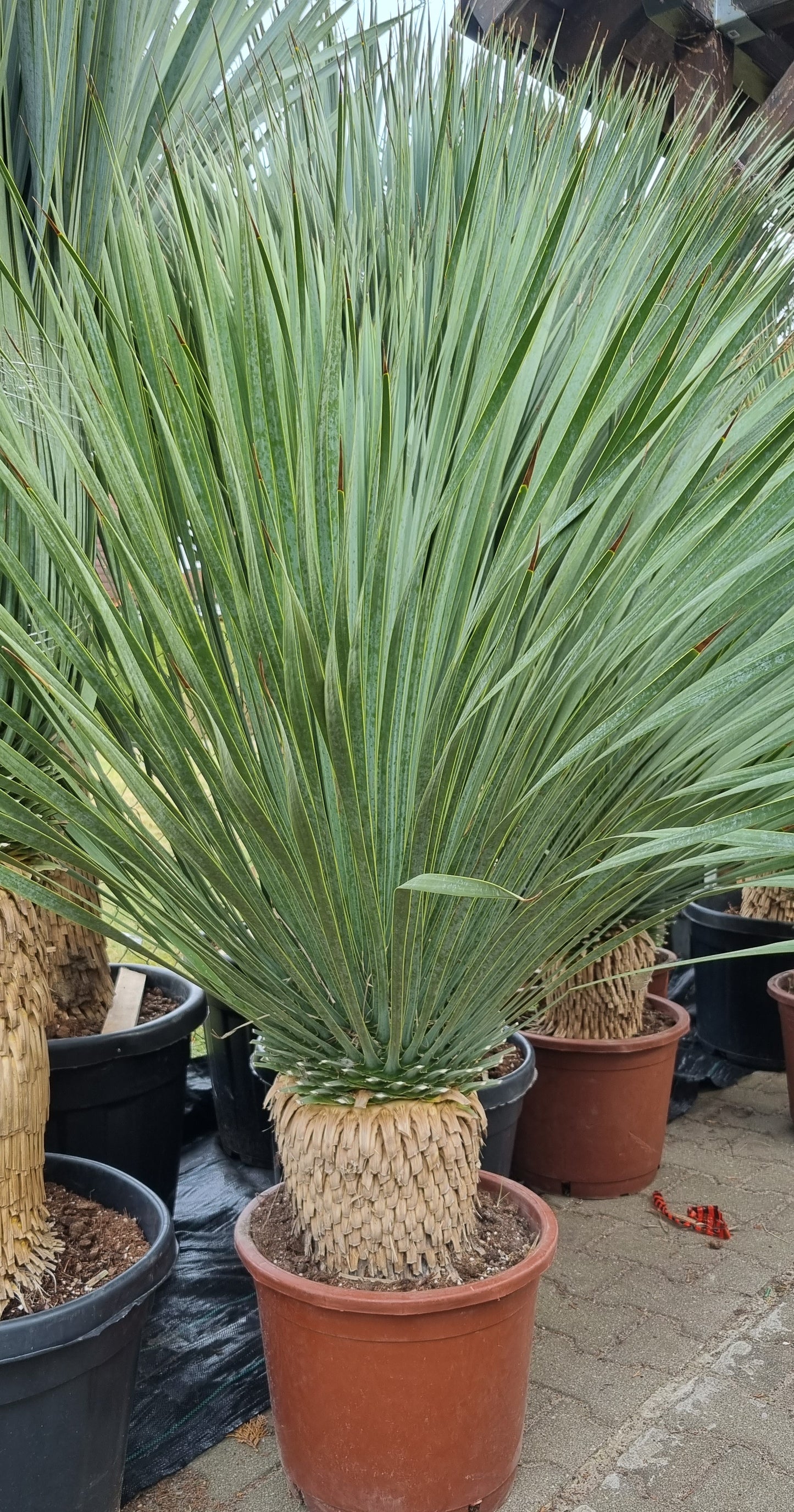 Yucca Rostrata