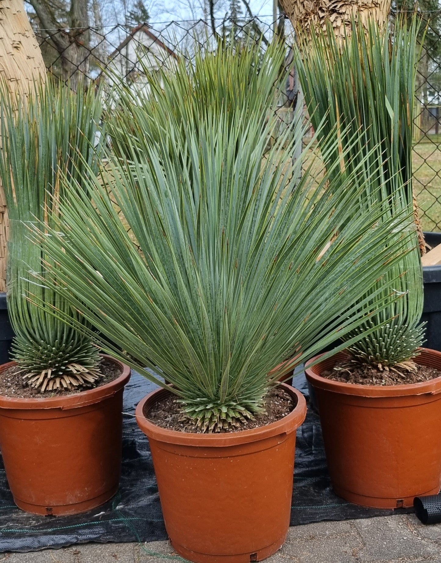 Yucca Rostrata