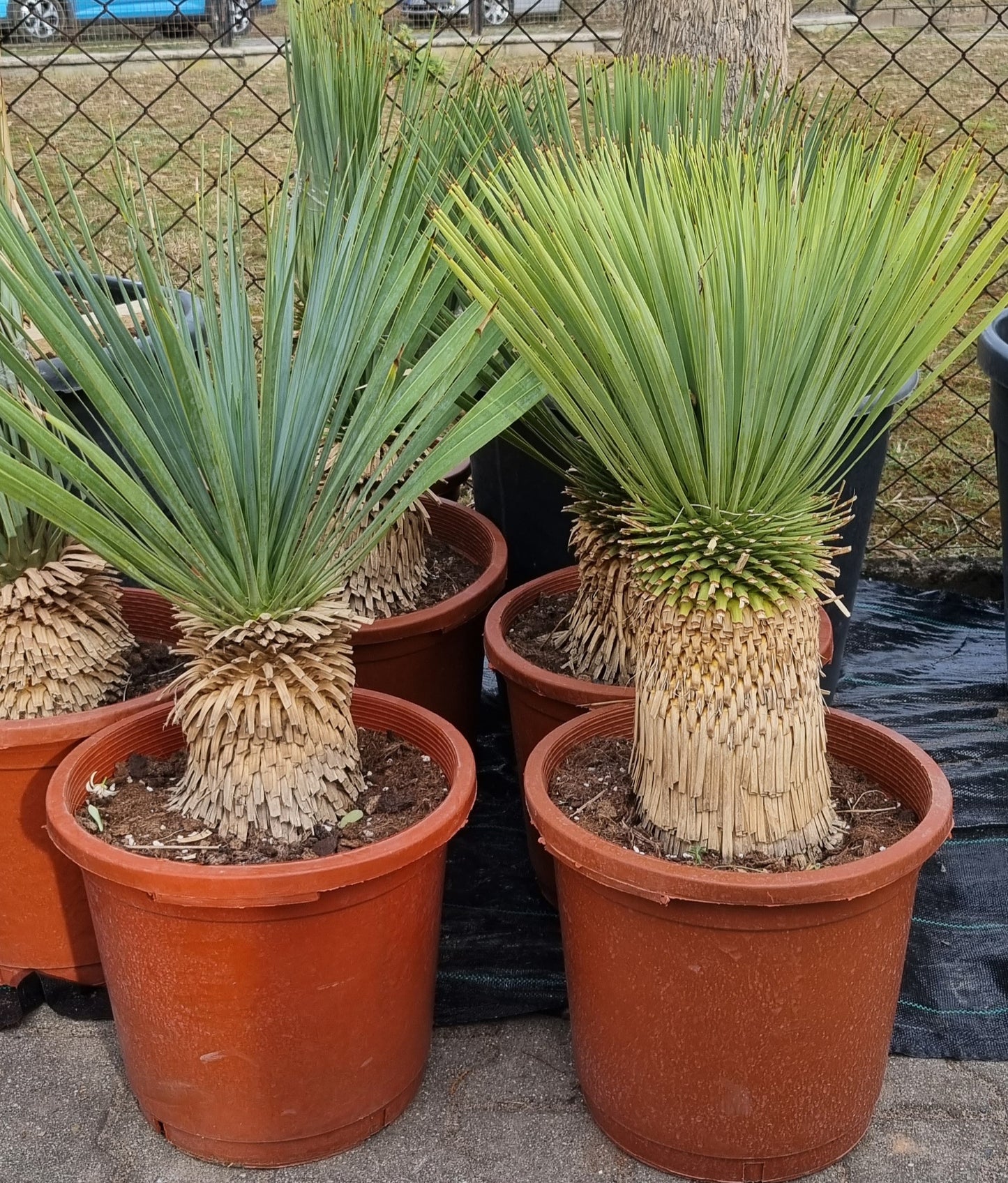 Yucca Rostrata