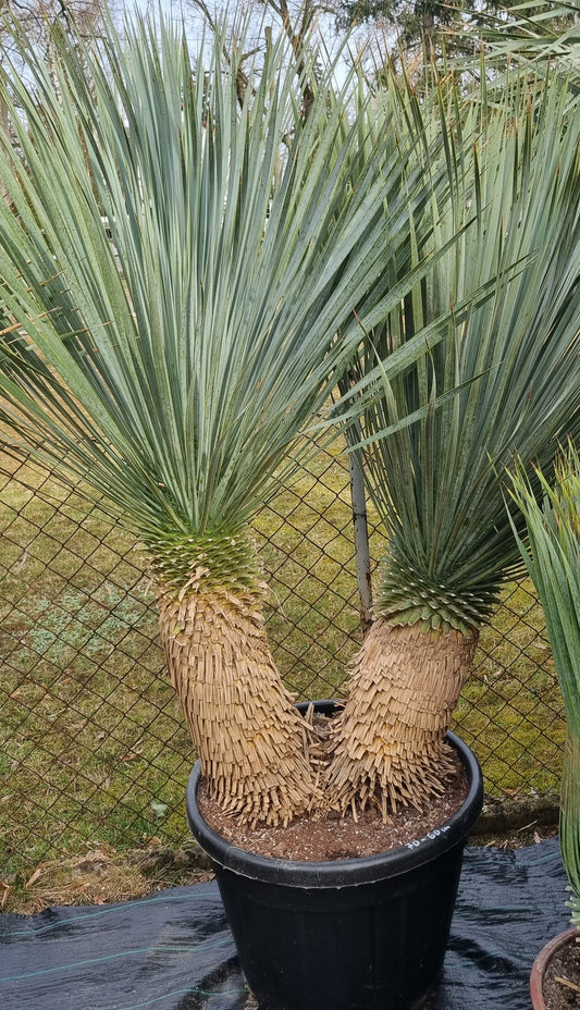 Yucca rostrata Doppelstamm 70cm+60cm