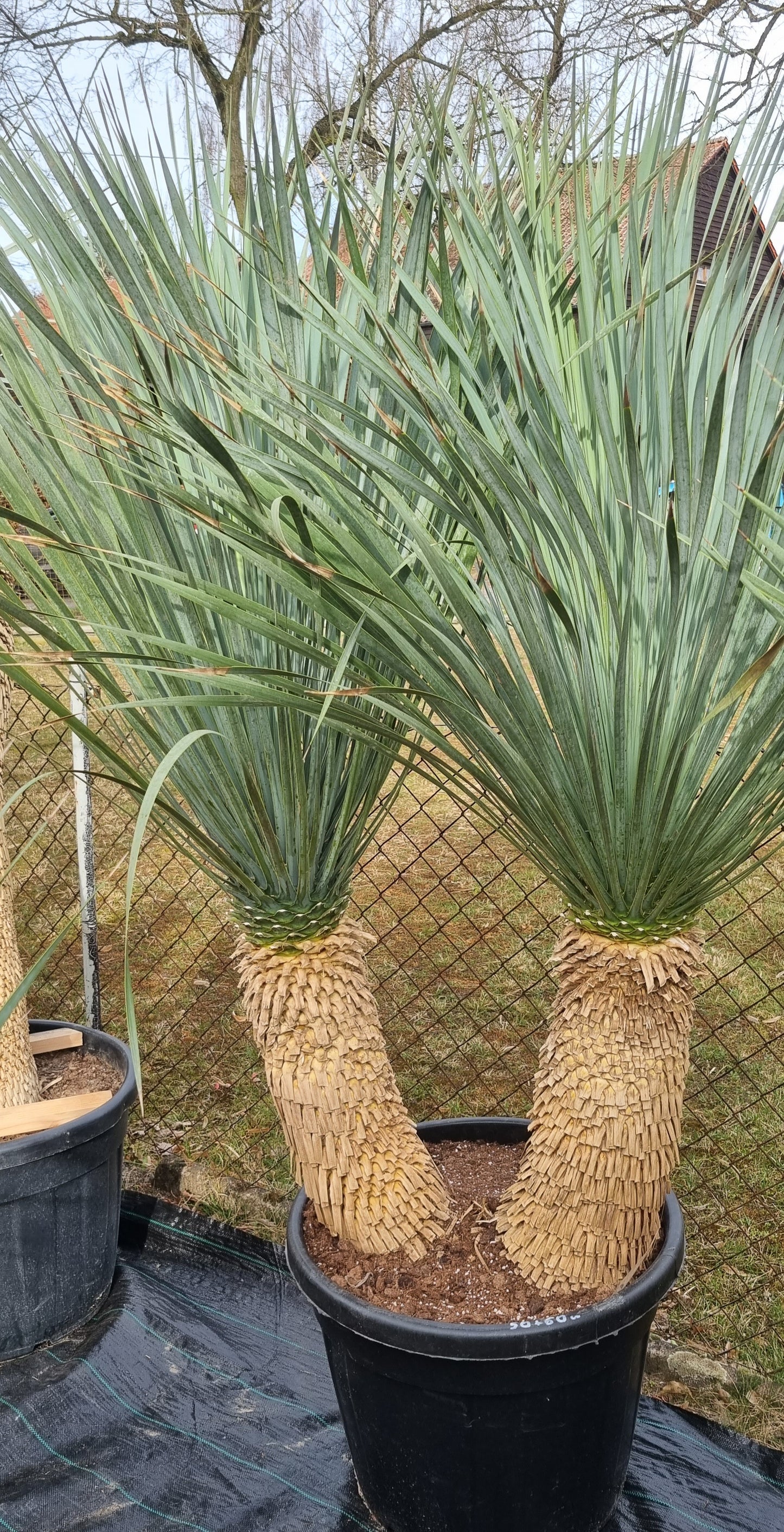 Yucca rostrata Doppelstamm 60cm+50cm