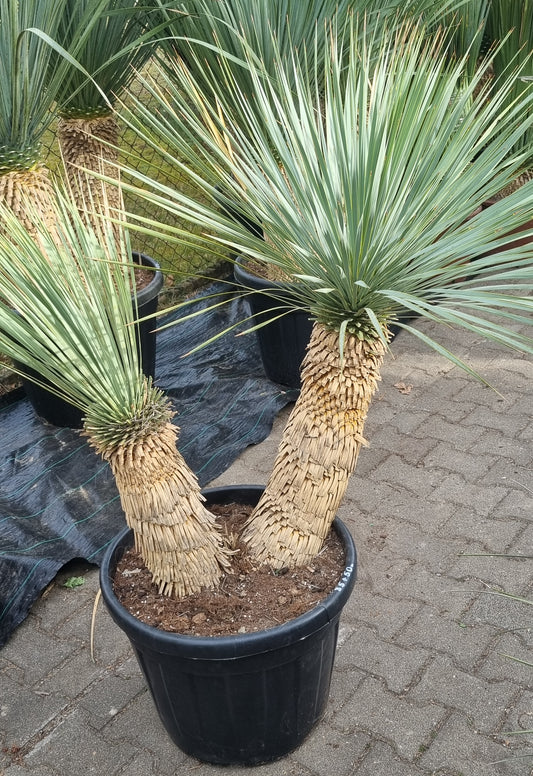 Yucca rostrata Doppelstamm 50cm+35cm