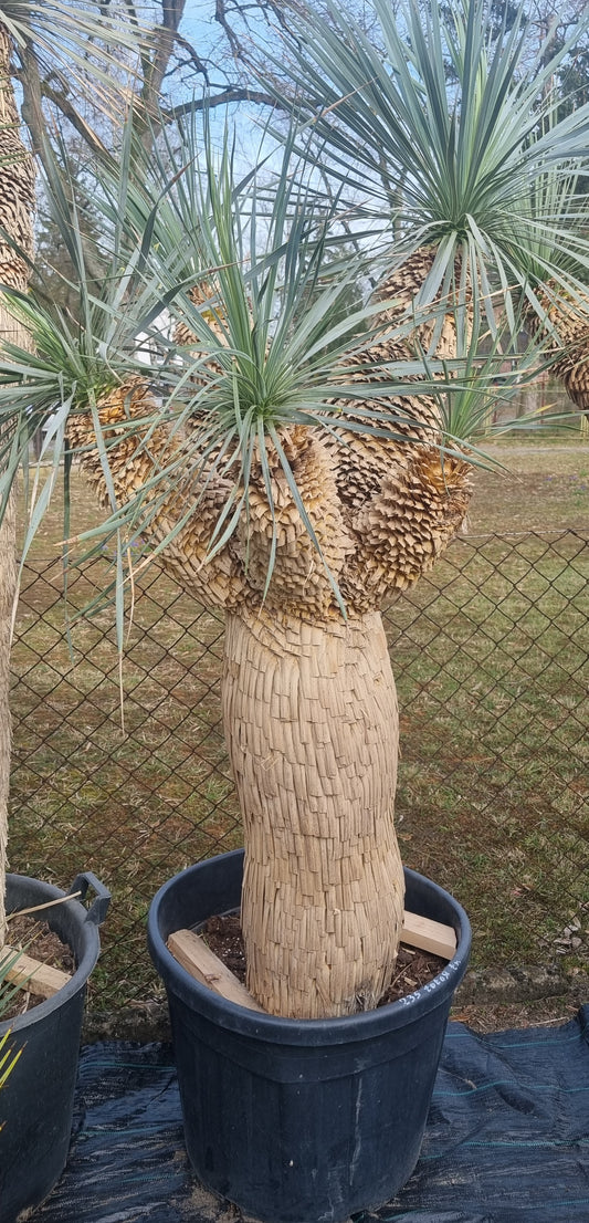 Yucca rostrata Verzweigt Multikopf 235cm Stamm