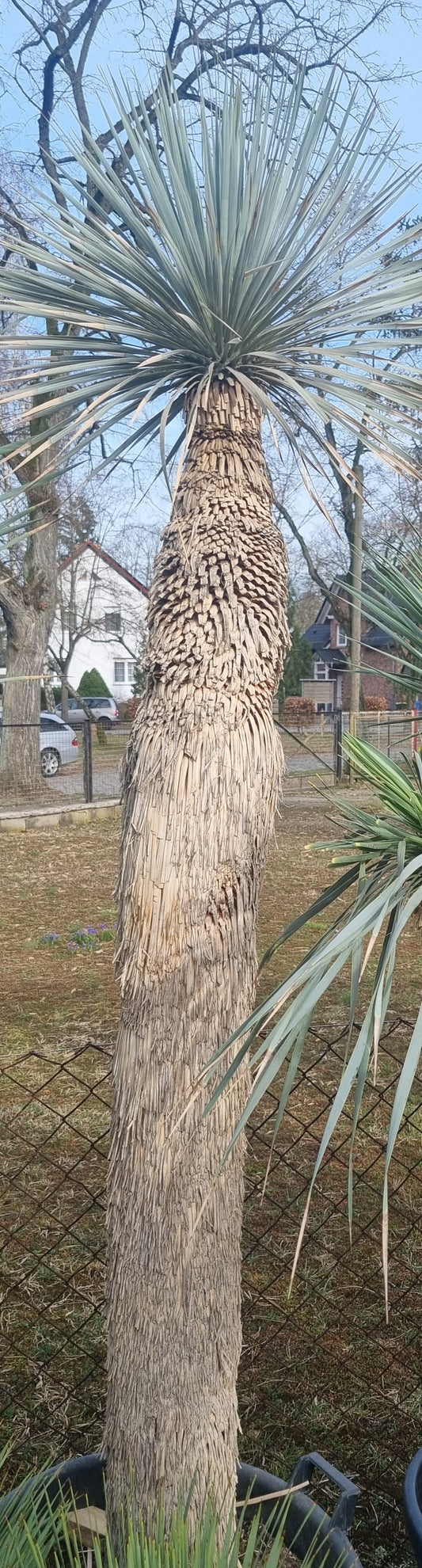 Yucca rostrata 170cm Stamm