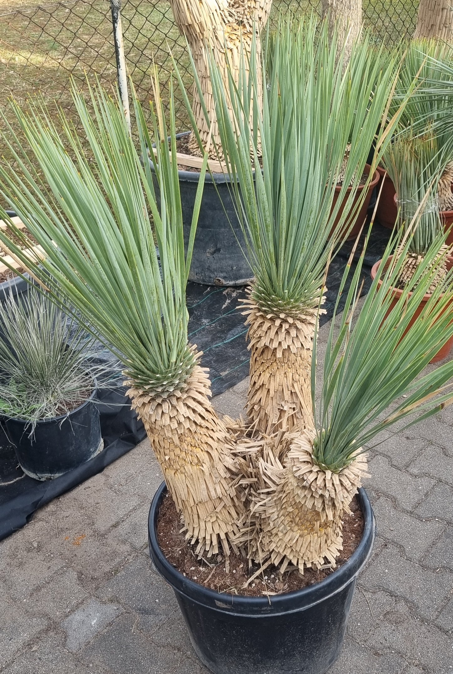 Yucca rostrata Dreierstamm 45cm+45cm+35cm