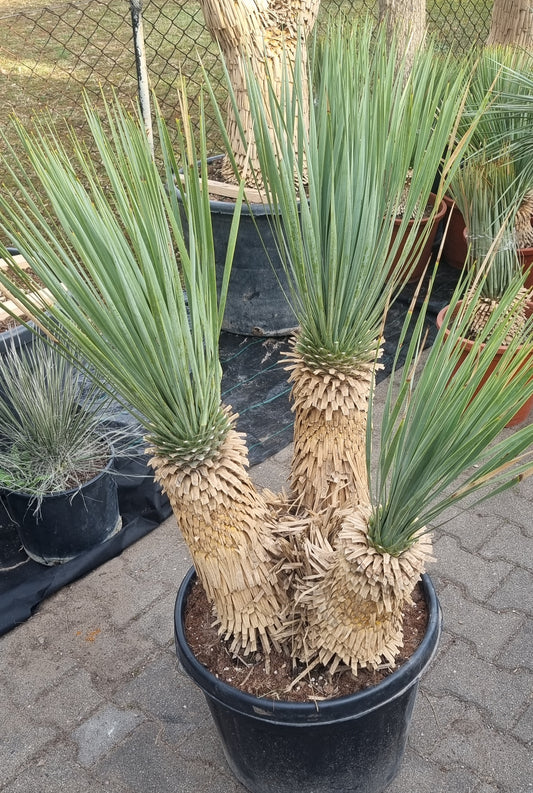 Yucca rostrata Dreierstamm 45cm+45cm+35cm