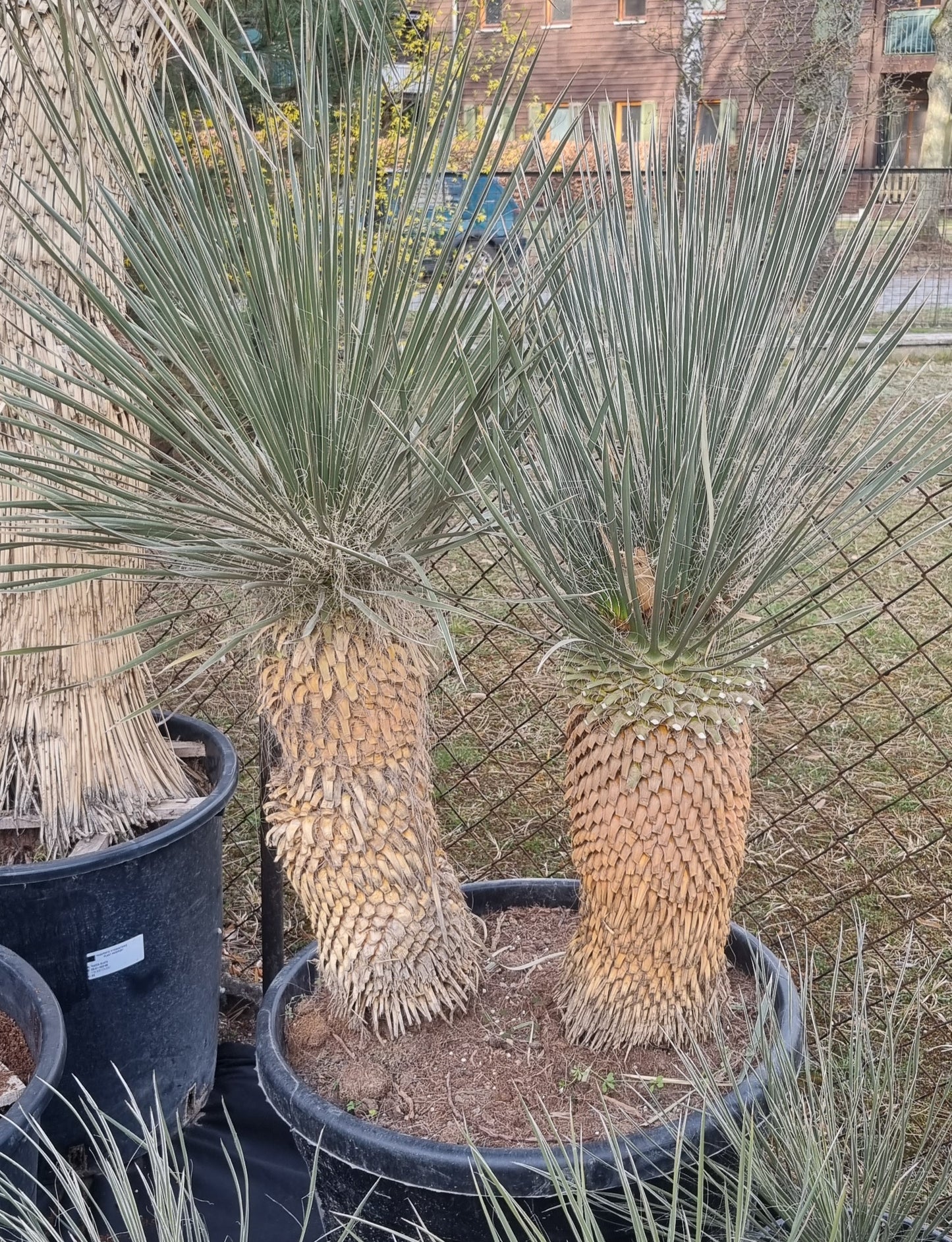 Yucca Elata