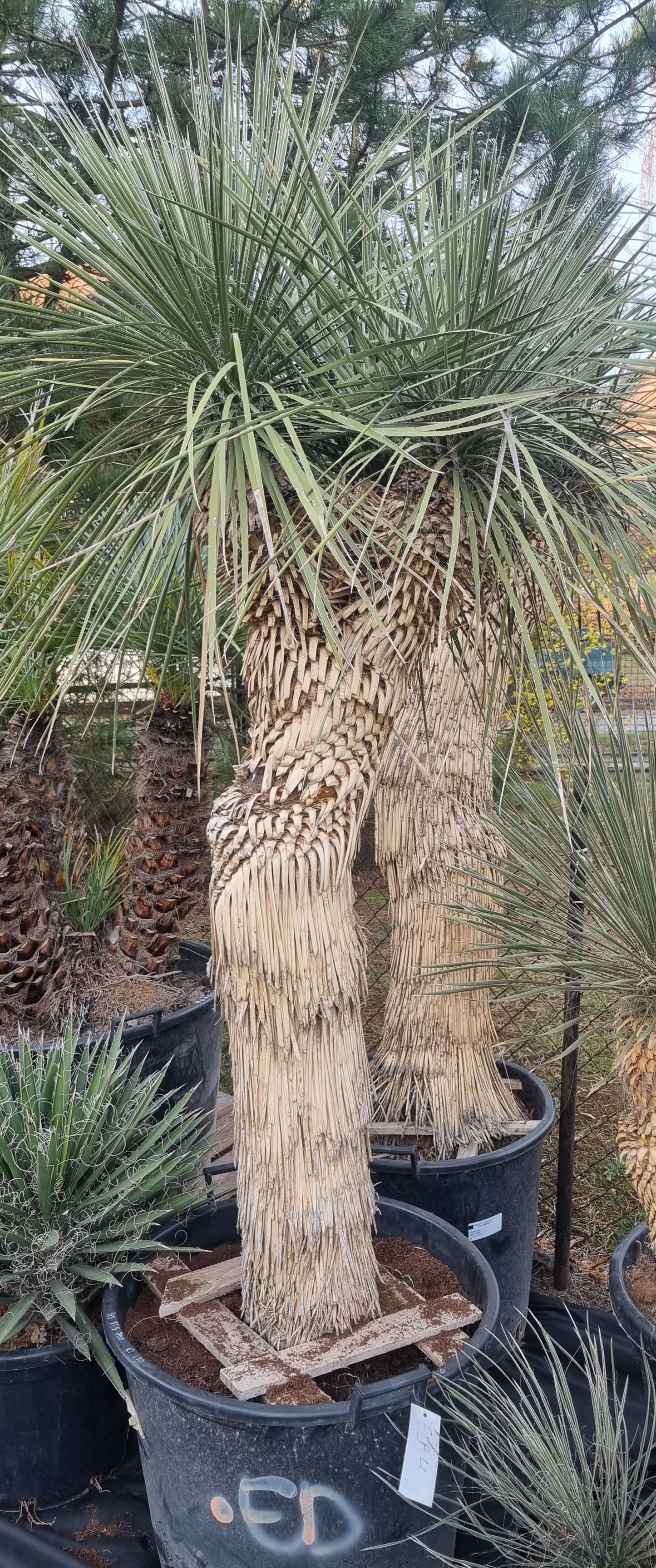 Yucca Elata