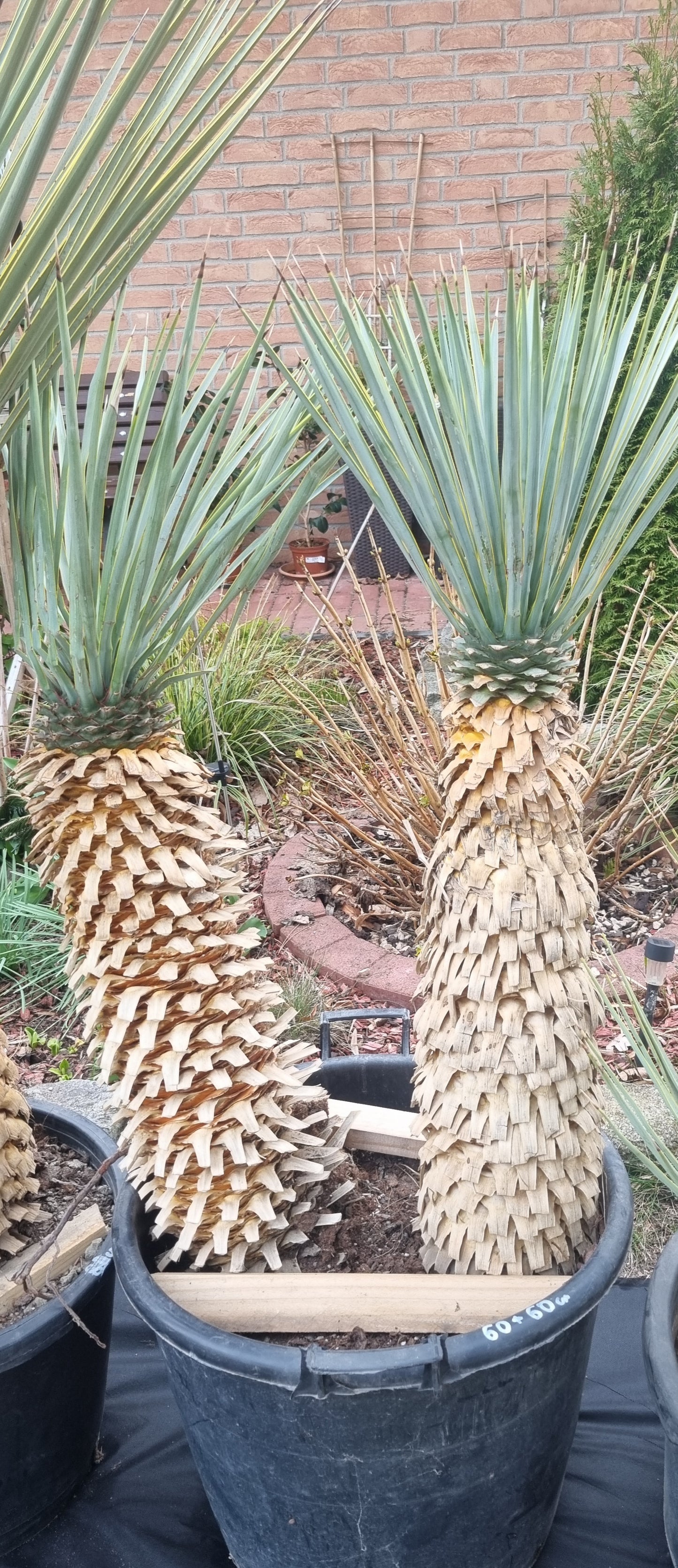 Yucca Rigida Doppelstamm 70cm+70 cm