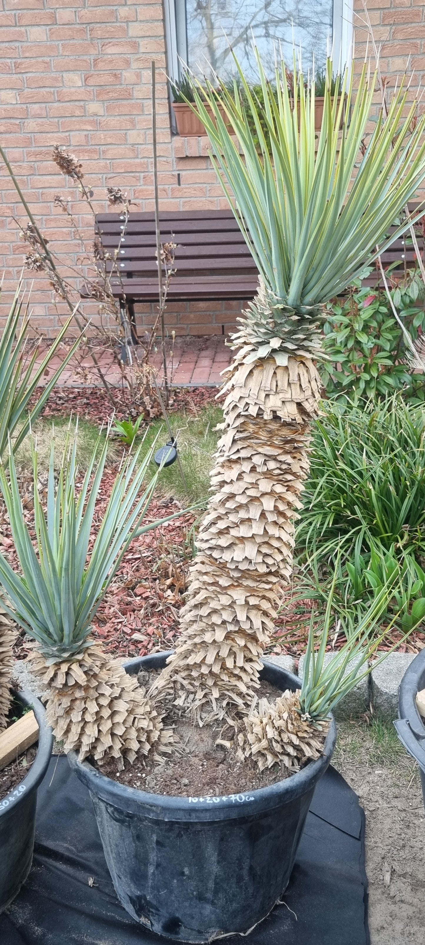 Yucca Rigida Dreierstamm 80cm+30cm+25cm