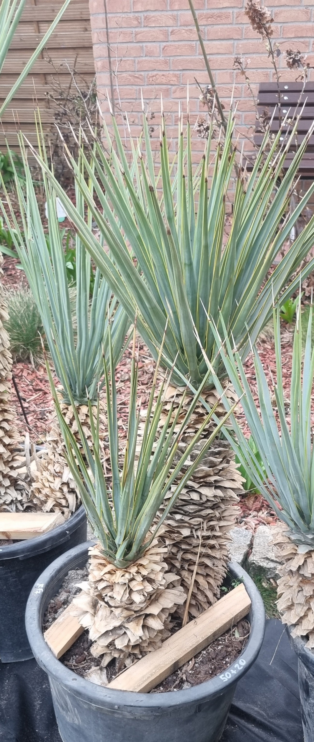 Yucca Rigida Doppelstamm 55cm+25 cm