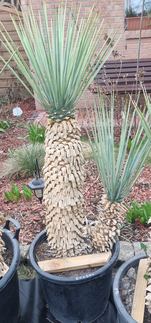 Yucca Rigida Doppelstamm 75cm+30 cm