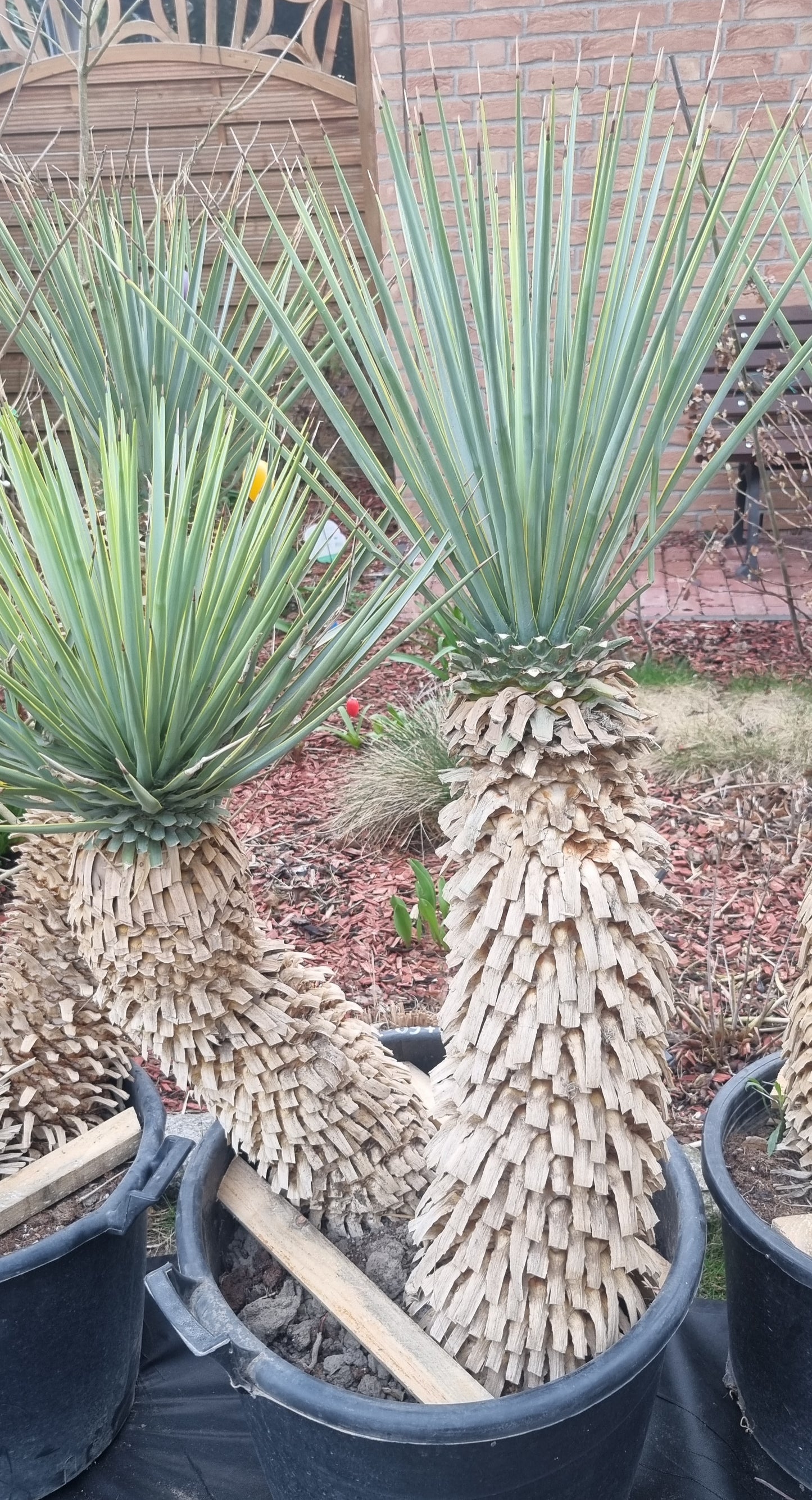 Yucca Rigida Doppelstamm 70cm+70 cm