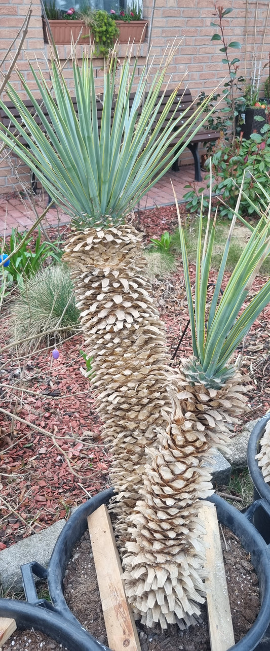 Yucca Rigida Doppelstamm 85cm+60 cm