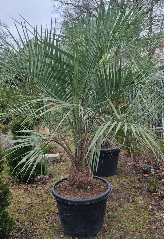 Butia Capitata Geleepalme 30cm Stamm