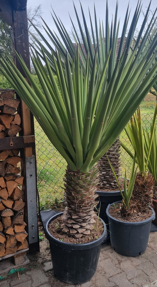 Yucca Treculeana 60 cm Stamm Gesamthöhe 170cm