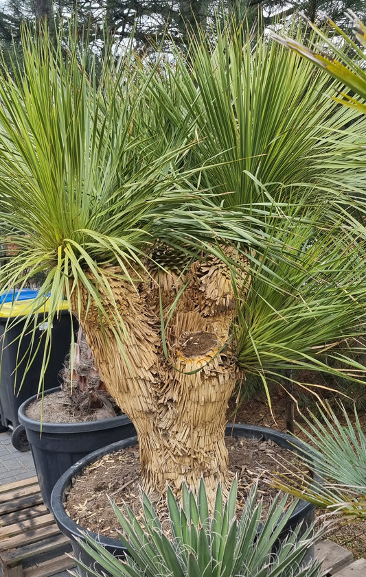 XXL Yucca Thompsoniana verzweigt 210 Stamm