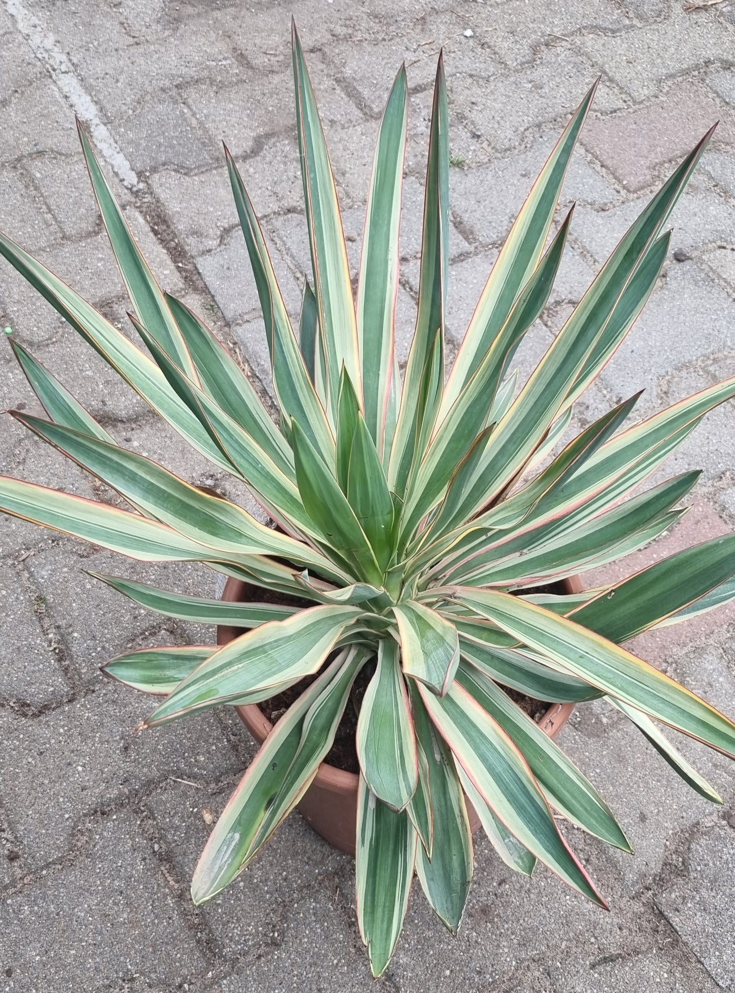 Yucca  Gloriosa Variegata klein