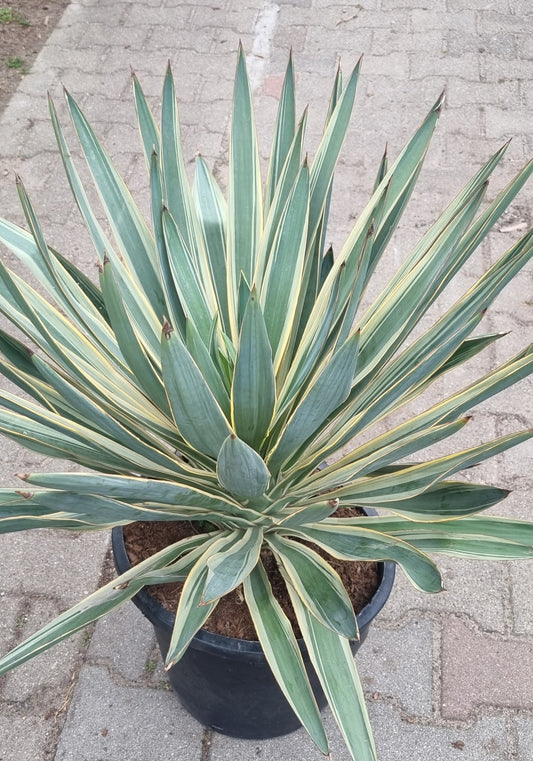 Yucca  Gloriosa Variegata groß