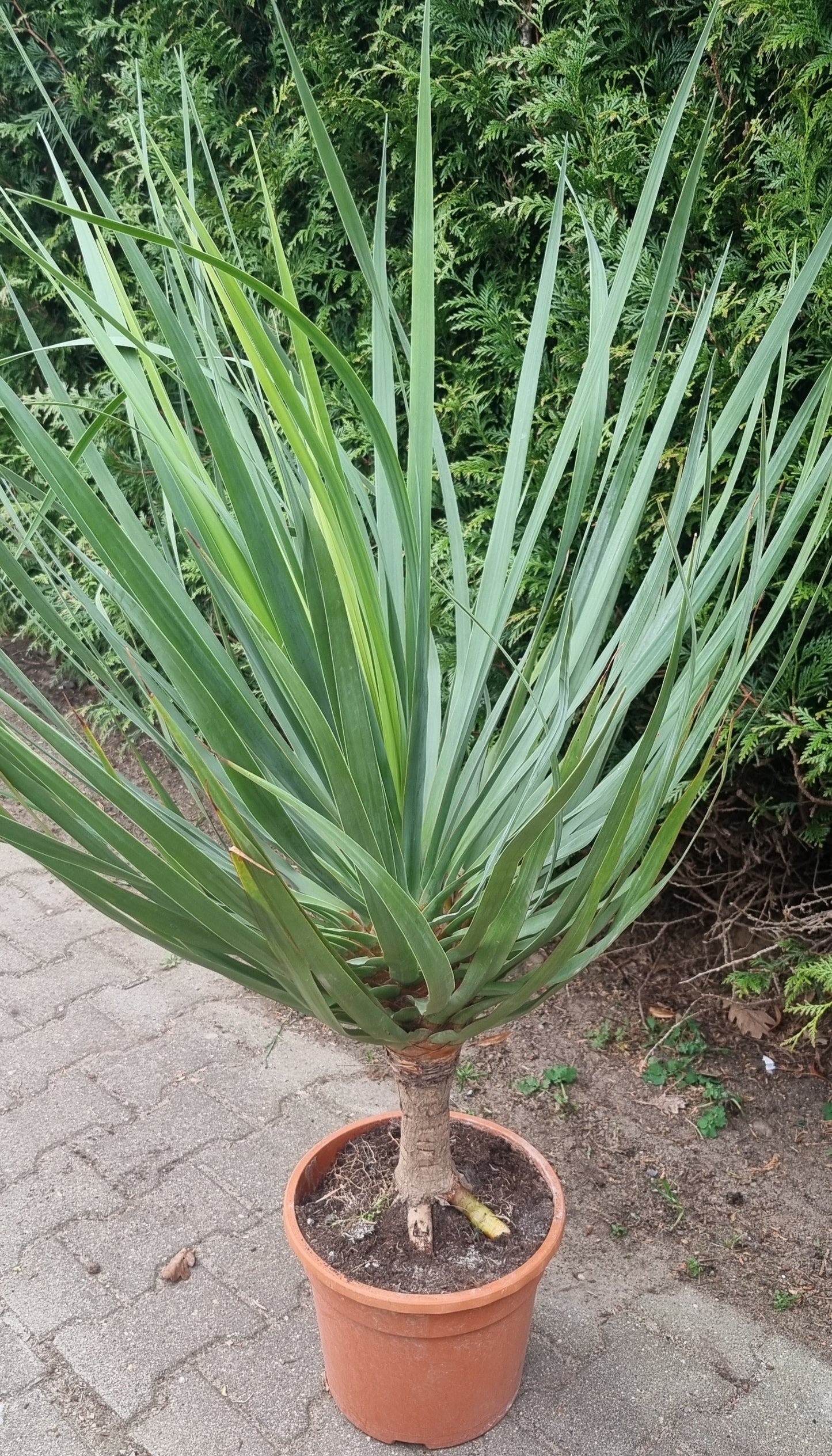 Dracaena Draco Kanarischer Drachenbaum