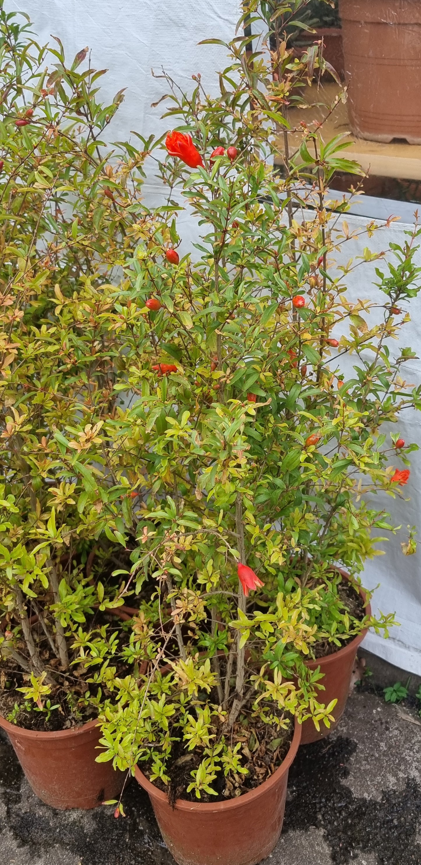 Granatapfel Baum