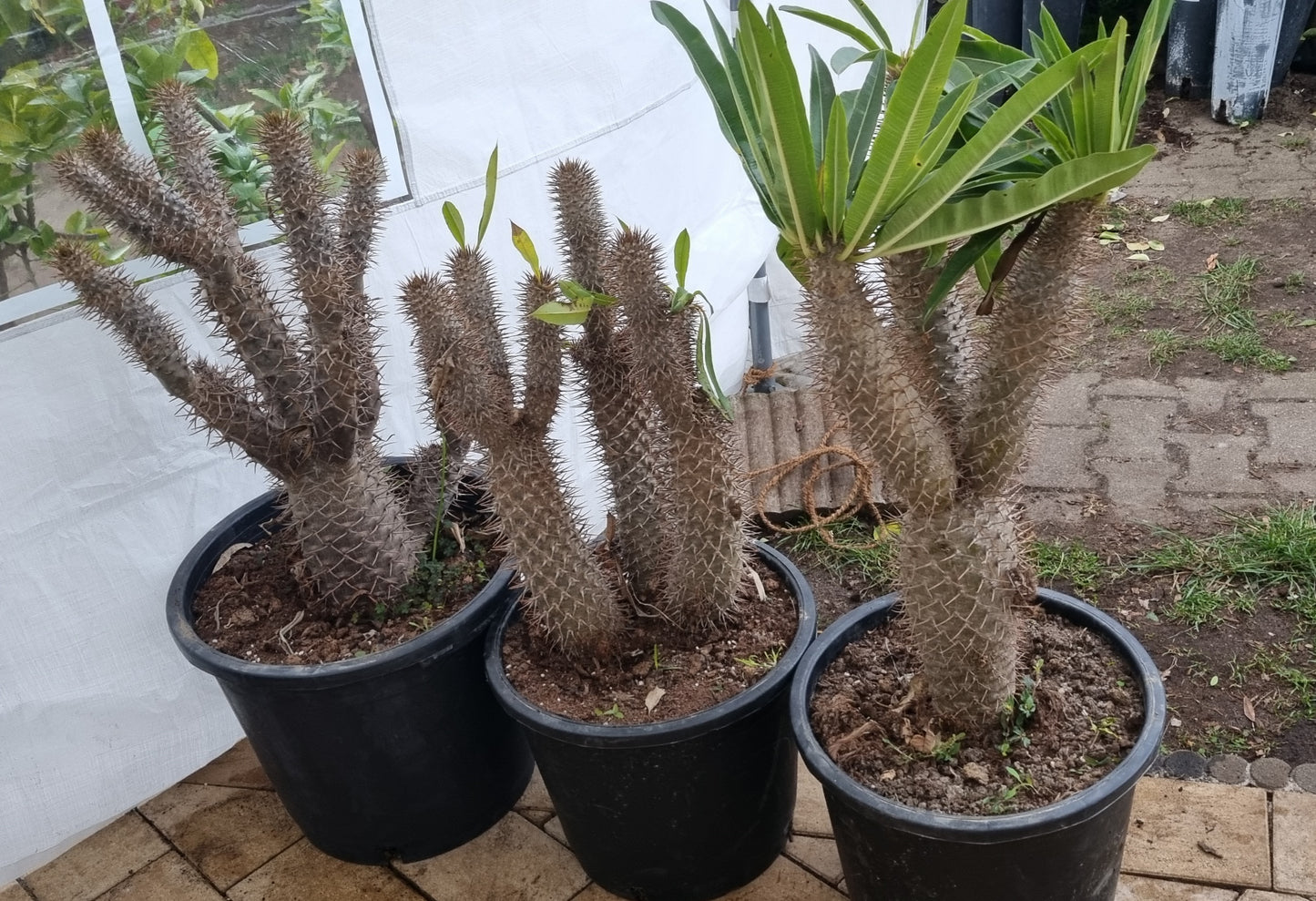 XXL Madagaskar Palme Pachipodium