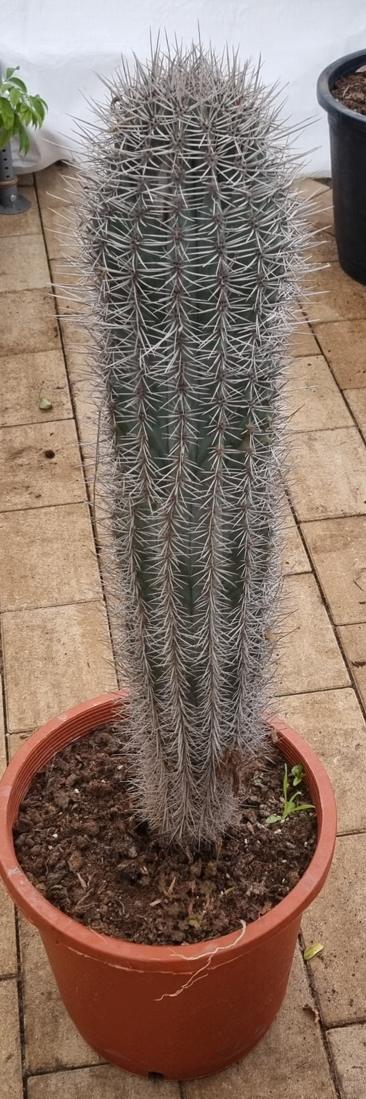 XXL Pachycereus Pringlei