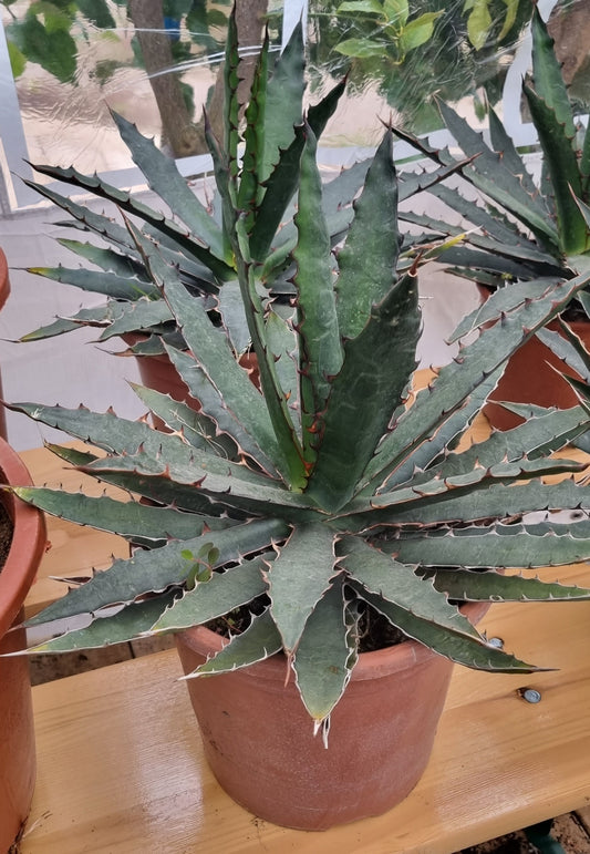 Agave Xylonacantha