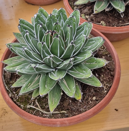 Agave Victoriae Reginate